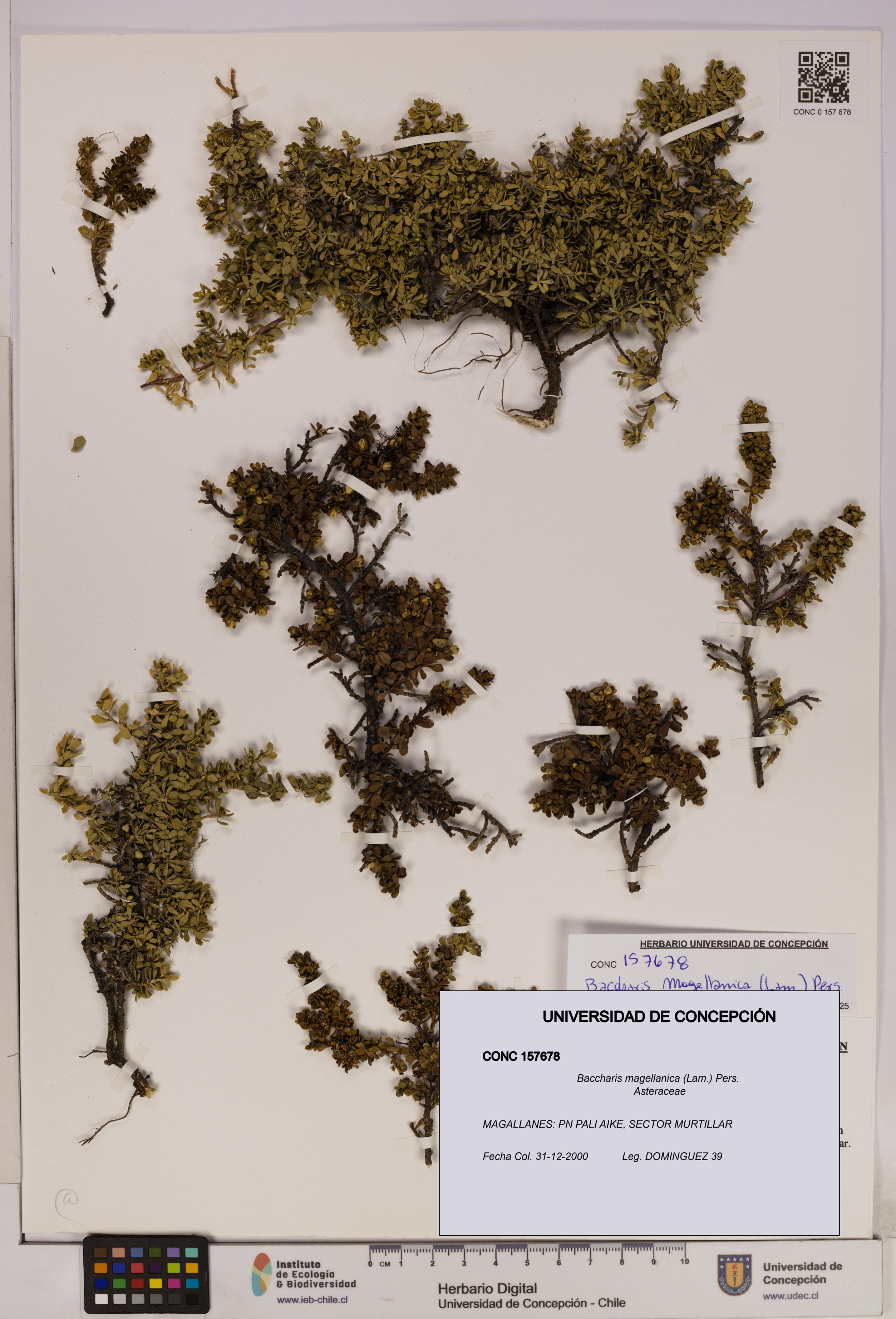 Baccharis magellanica [Espécimen: UDEC:CONC:0157678]