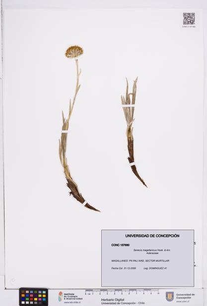 Senecio magellanicus [Espécimen: ]