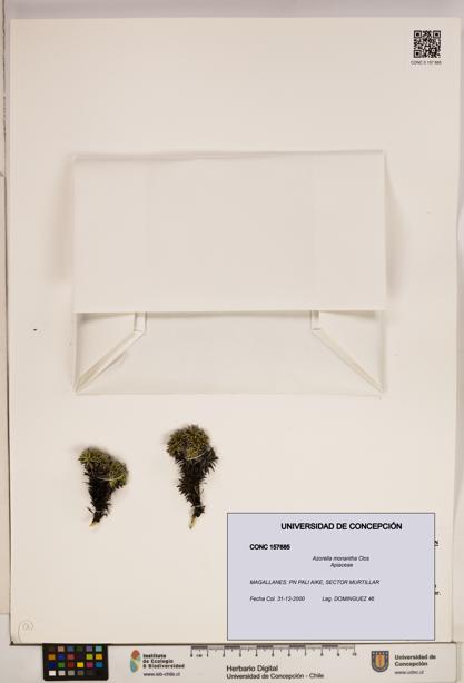 Azorella monantha [Espécimen: ]