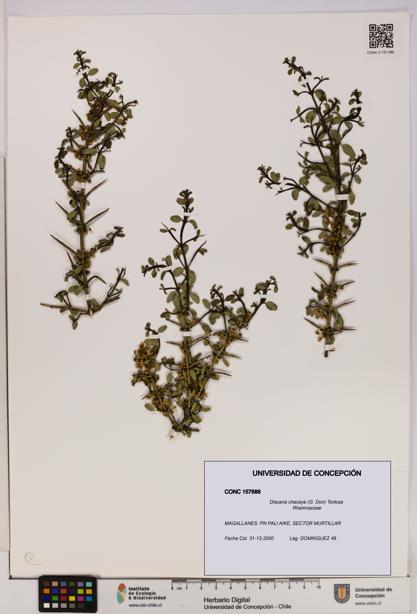 Discaria chacaye [Espécimen: UDEC:CONC:0157688]