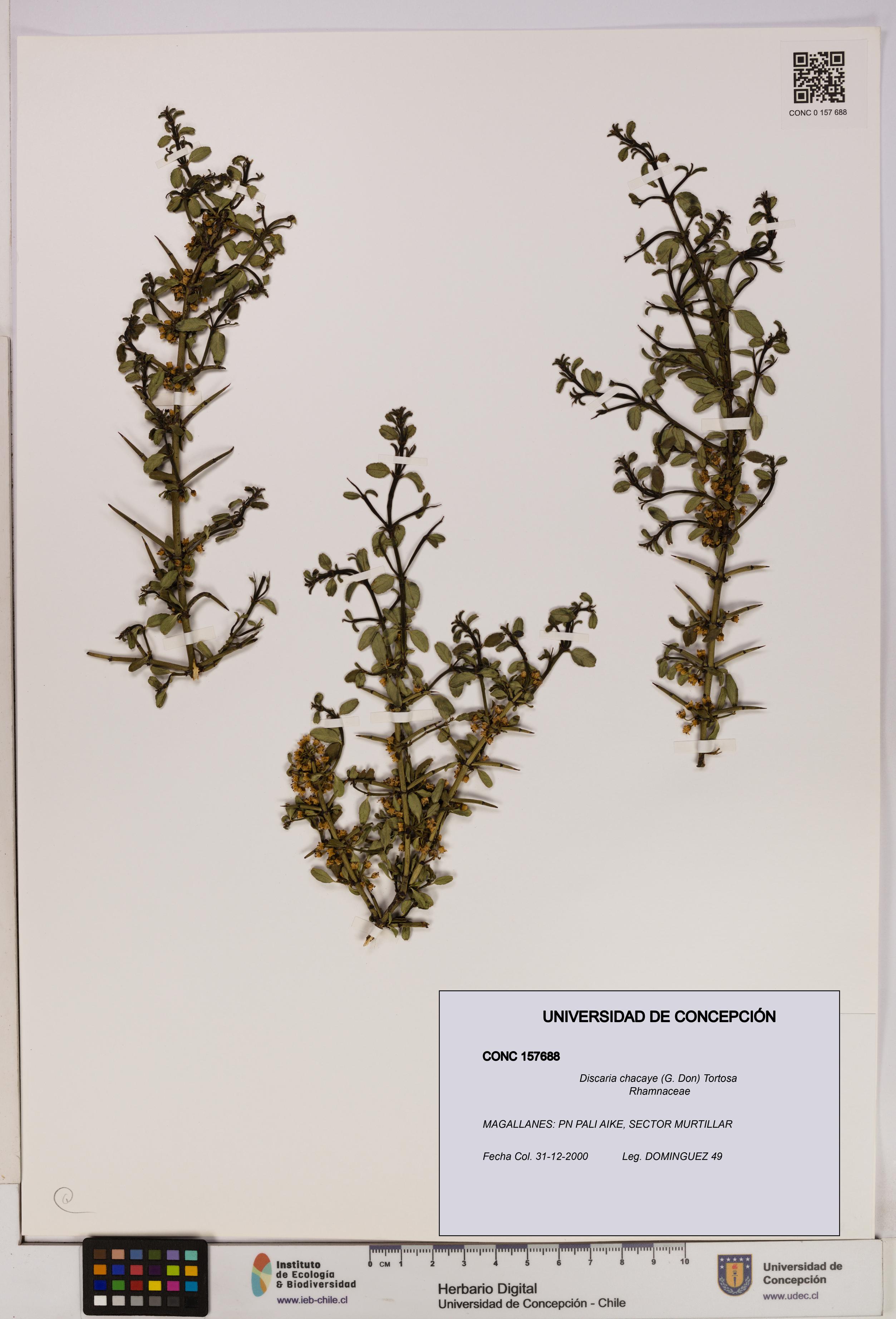 Discaria chacaye [Espécimen: UDEC:CONC:0157688]