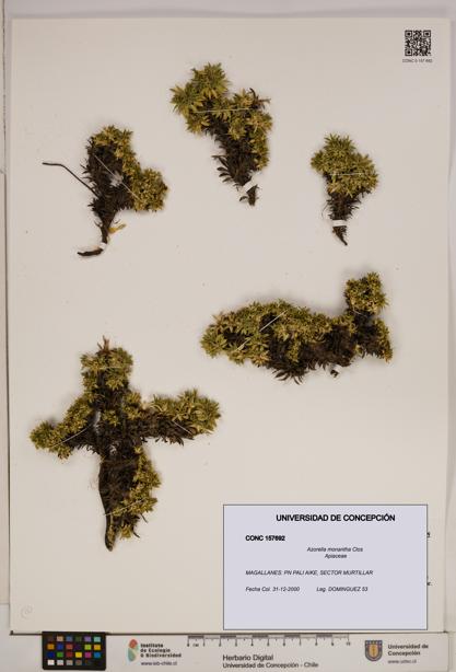 Azorella monantha [Espécimen: ]