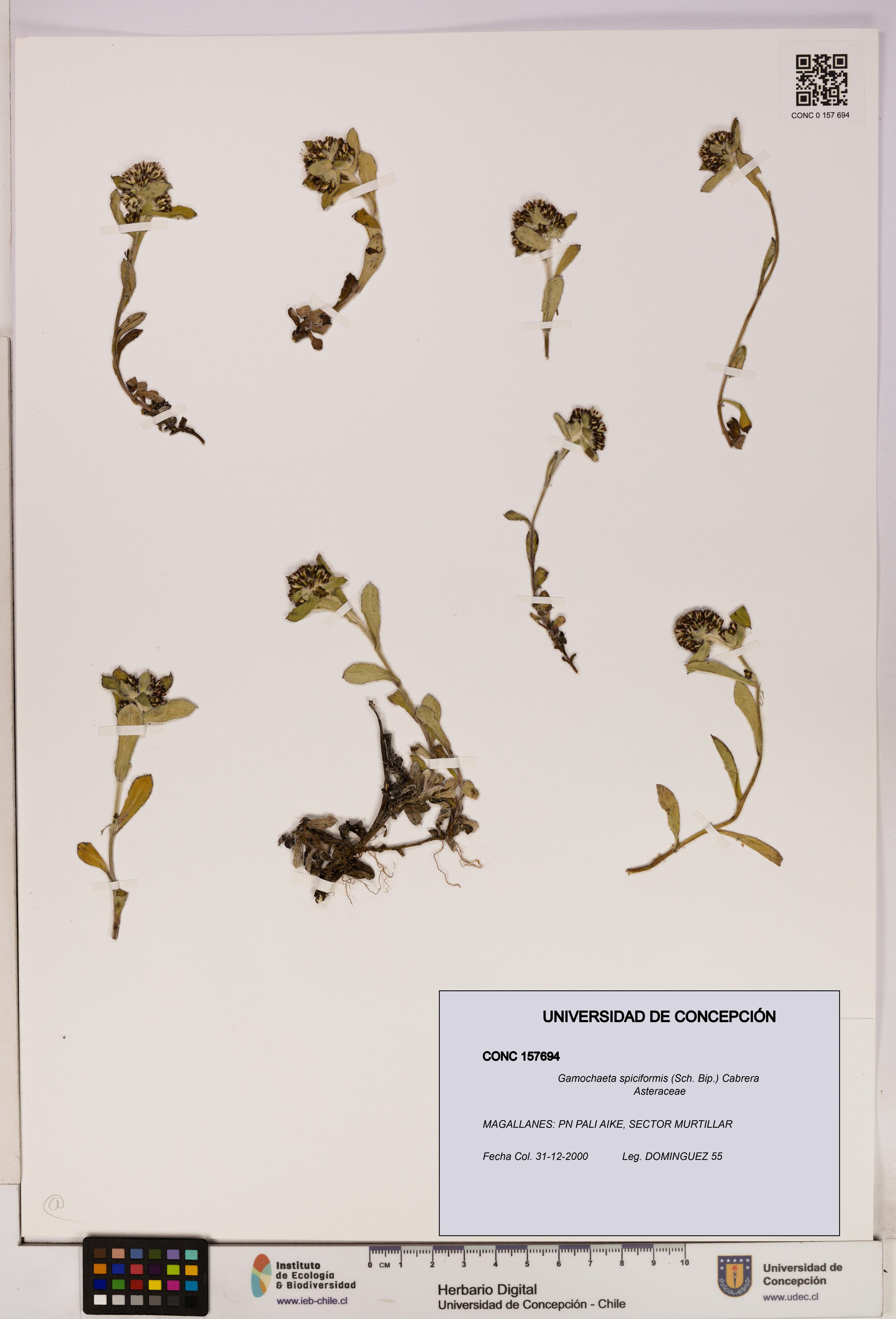 Gamochaeta spiciformis [Espécimen: UDEC:CONC:0157694]