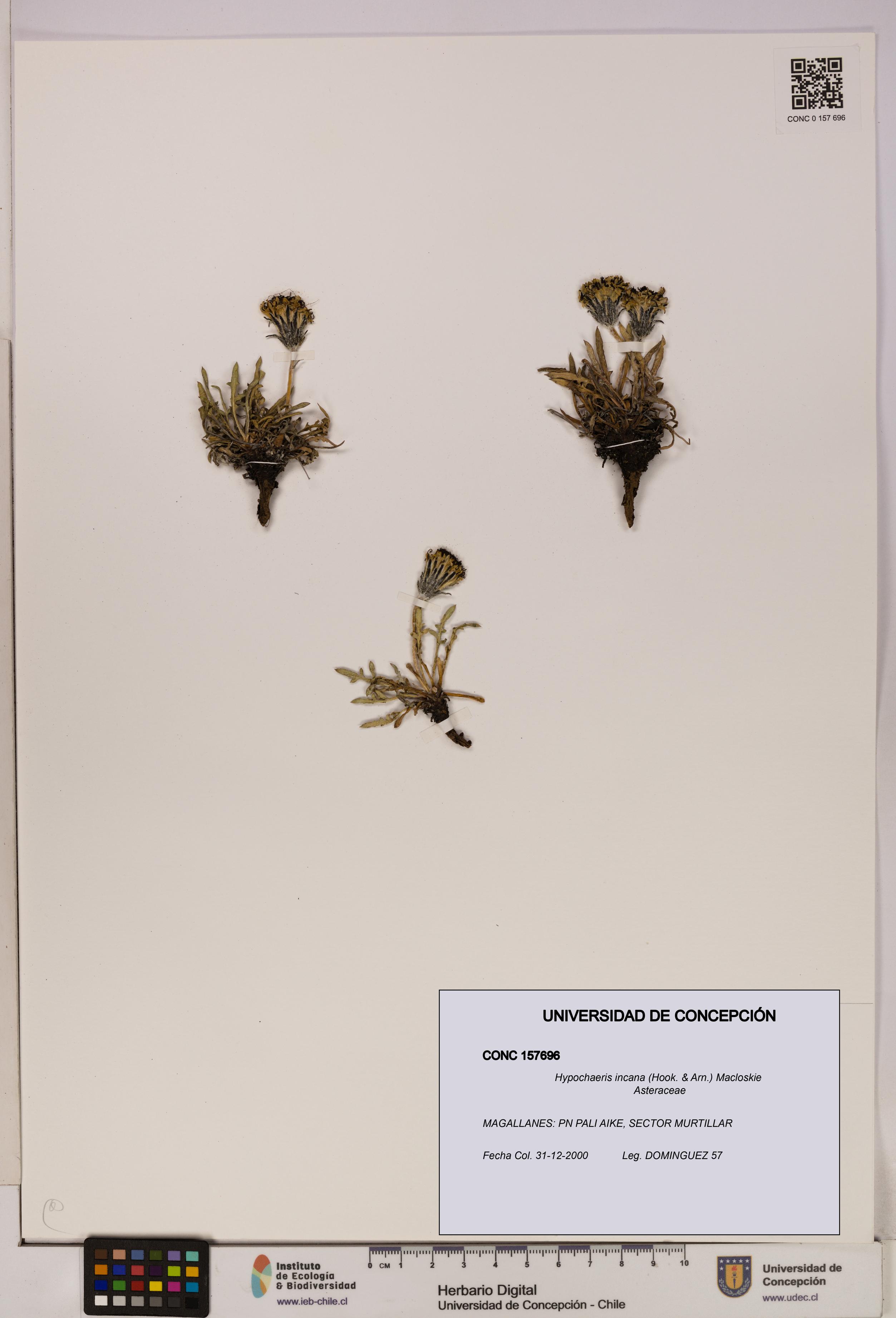 Hypochaeris incana [Espécimen: UDEC:CONC:0157696]