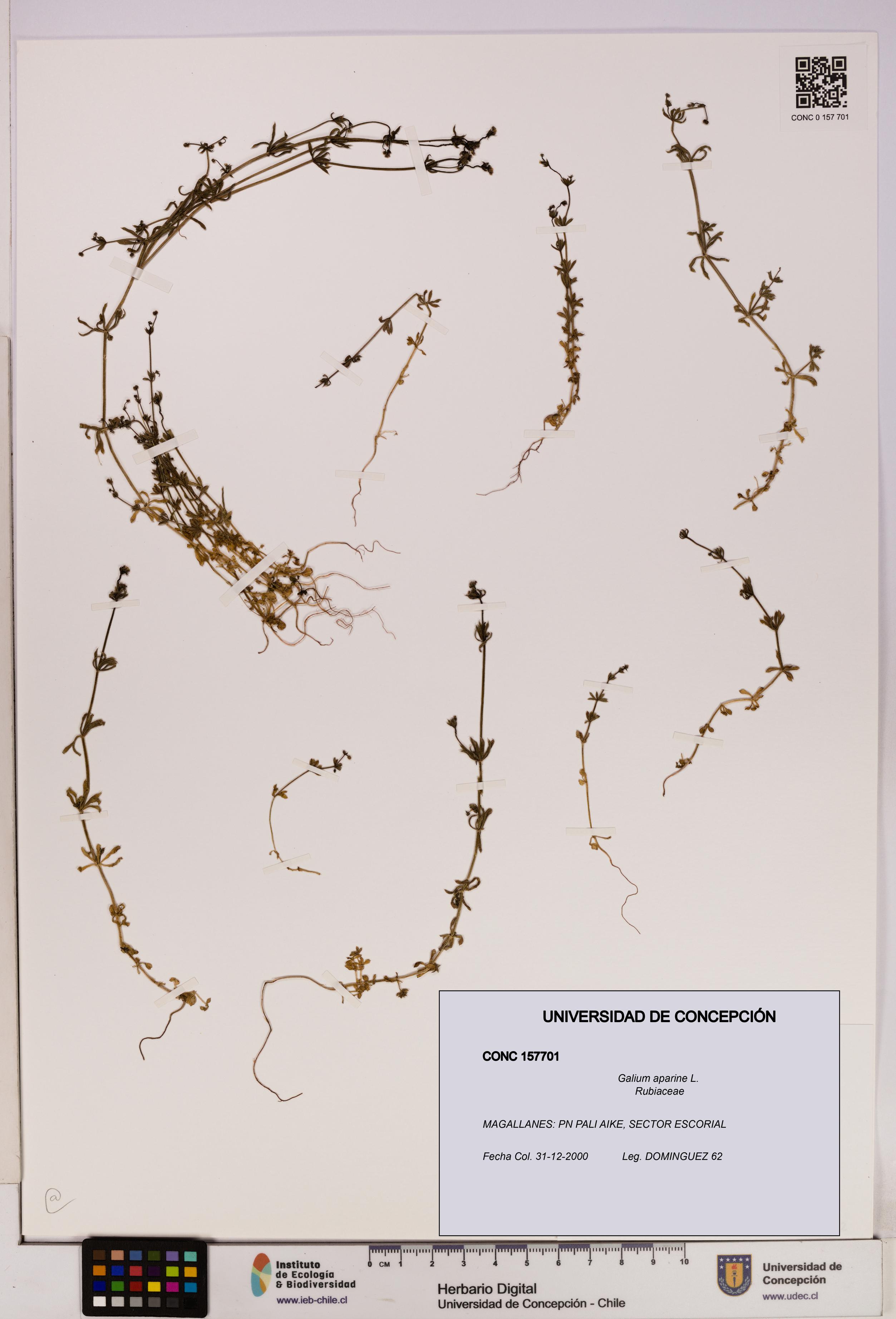 Galium aparine [Espécimen: UDEC:CONC:0157701]
