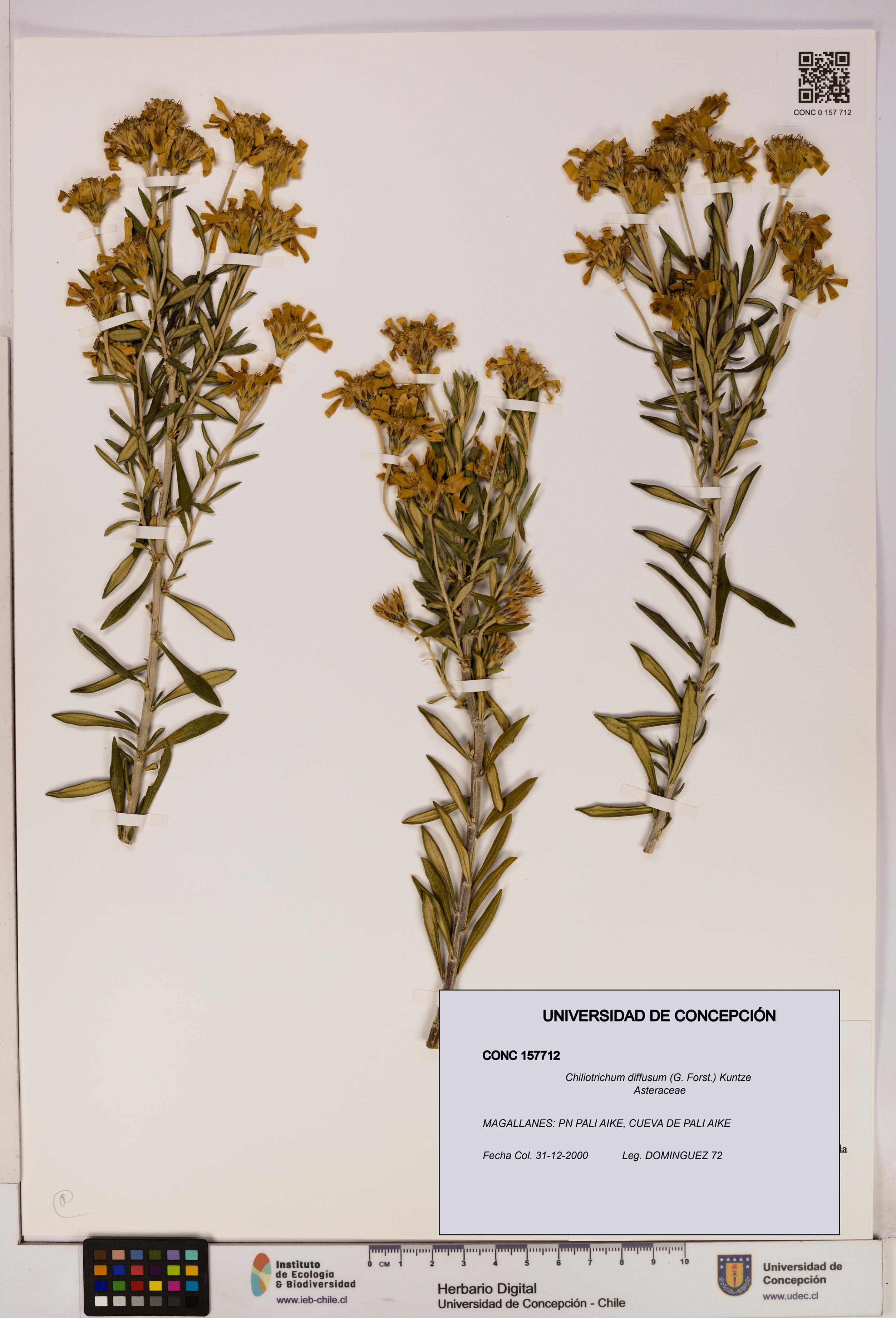 Chiliotrichum diffusum [Espécimen: UDEC:CONC:0157712]