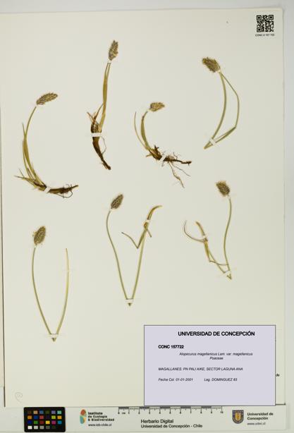 Alopecurus magellanicus var. magellanicus [Espécimen: UDEC:CONC:0157722]
