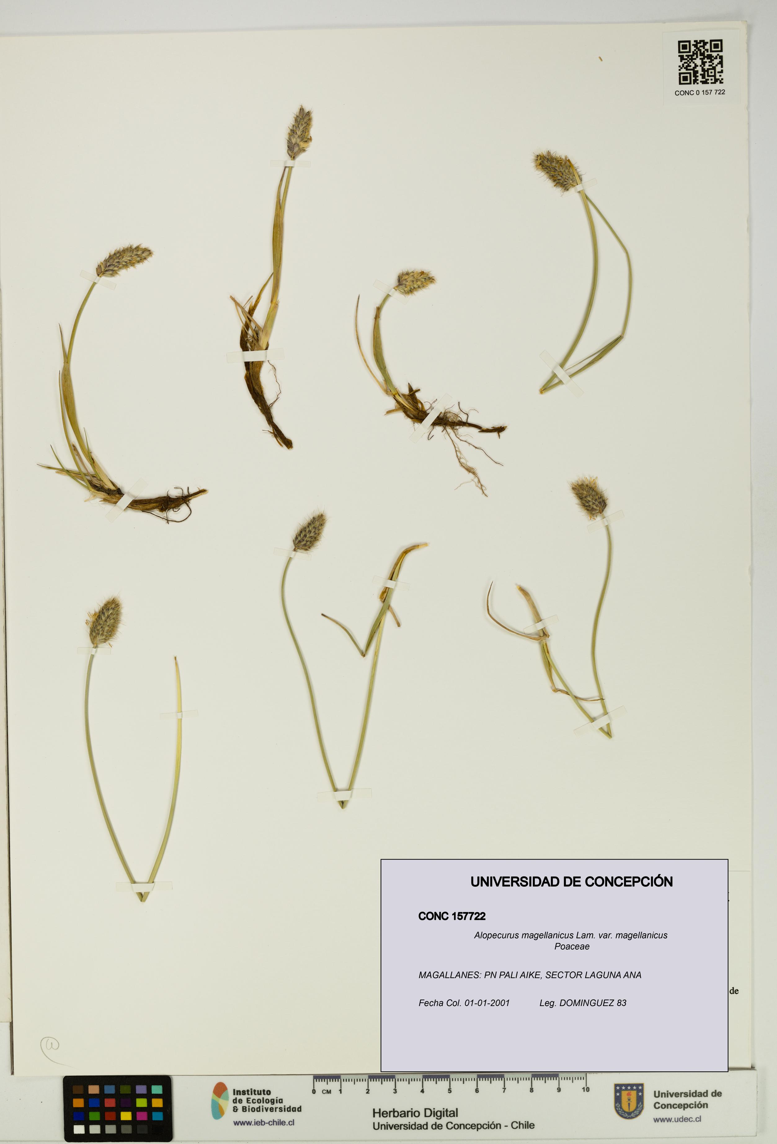 Alopecurus magellanicus var. magellanicus [Espécimen: UDEC:CONC:0157722]