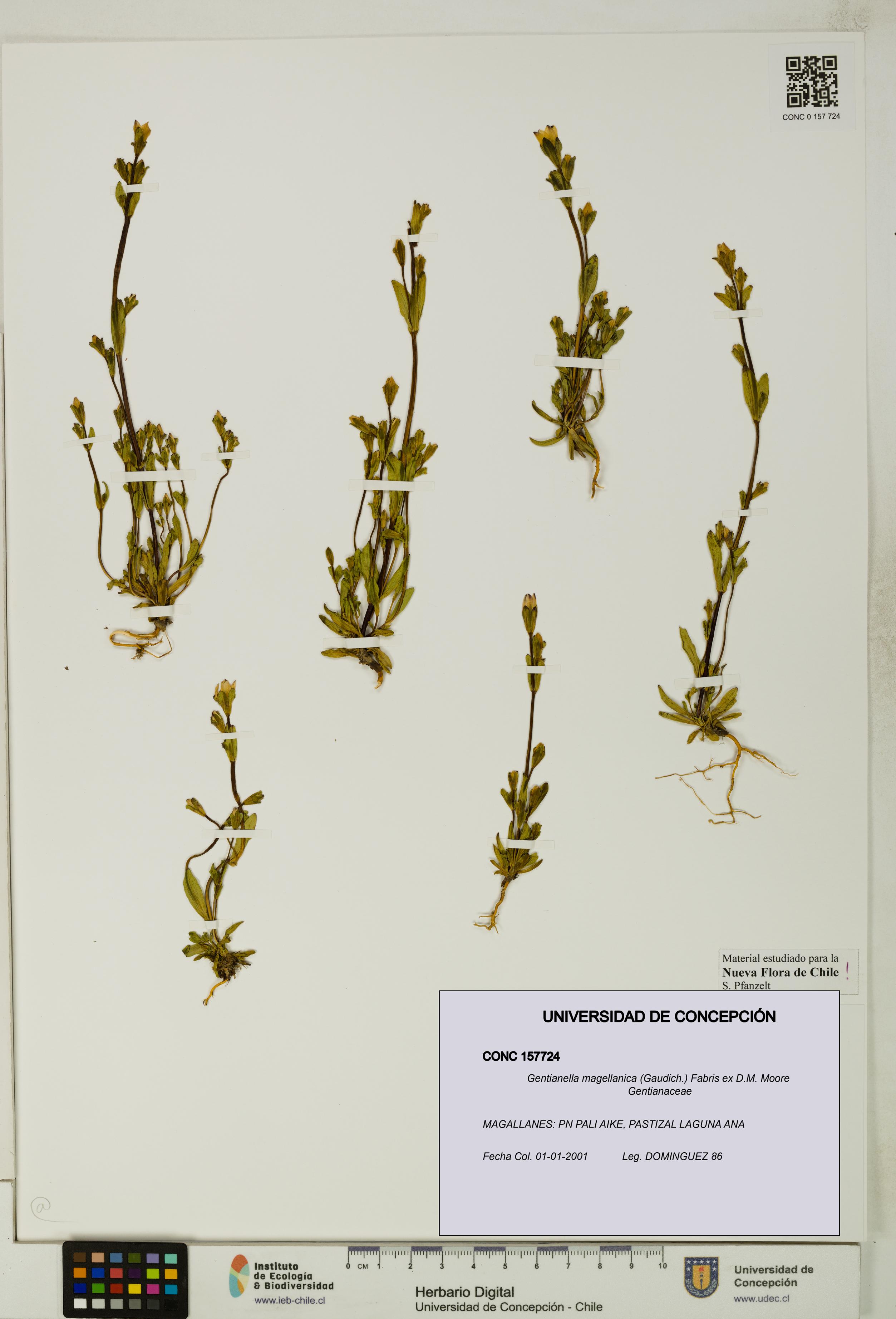 Gentianella magellanica [Espécimen: UDEC:CONC:0157724]