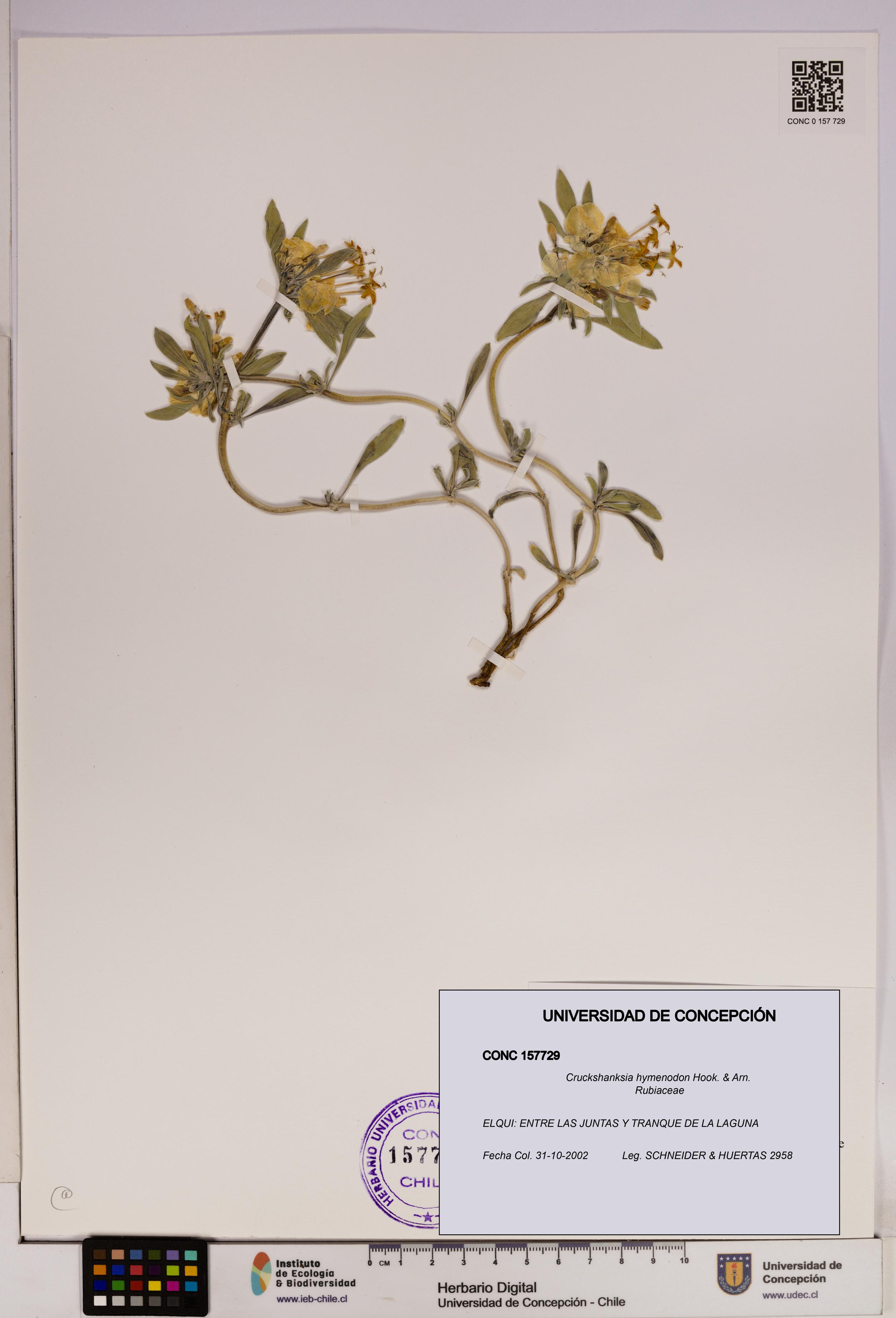 Cruckshanksia hymenodon [Espécimen: UDEC:CONC:0157729]