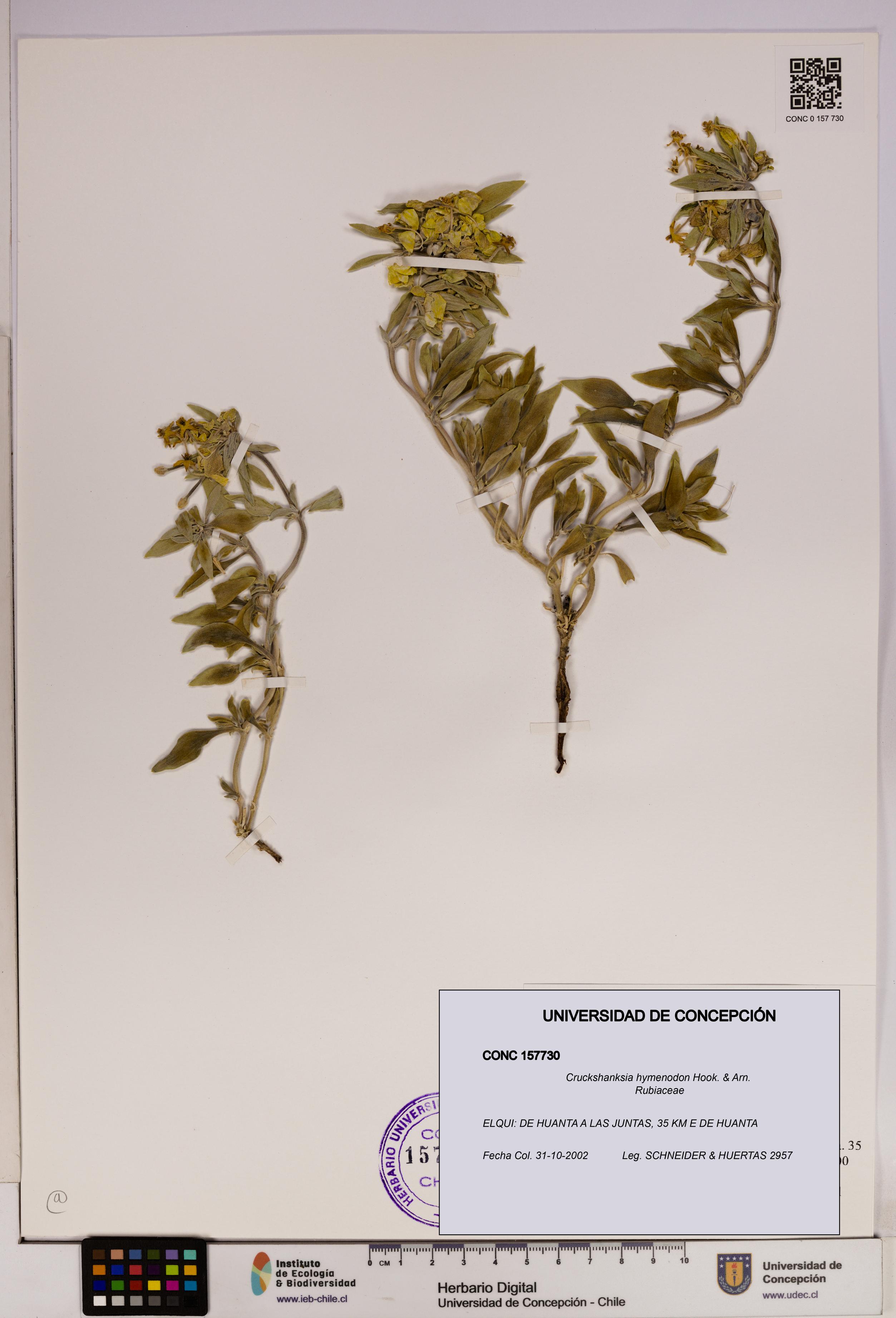 Cruckshanksia hymenodon [Espécimen: UDEC:CONC:0157730]