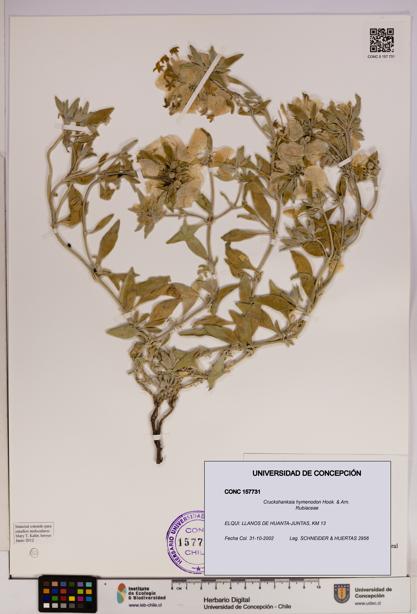 Cruckshanksia hymenodon [Espécimen: UDEC:CONC:0157731]