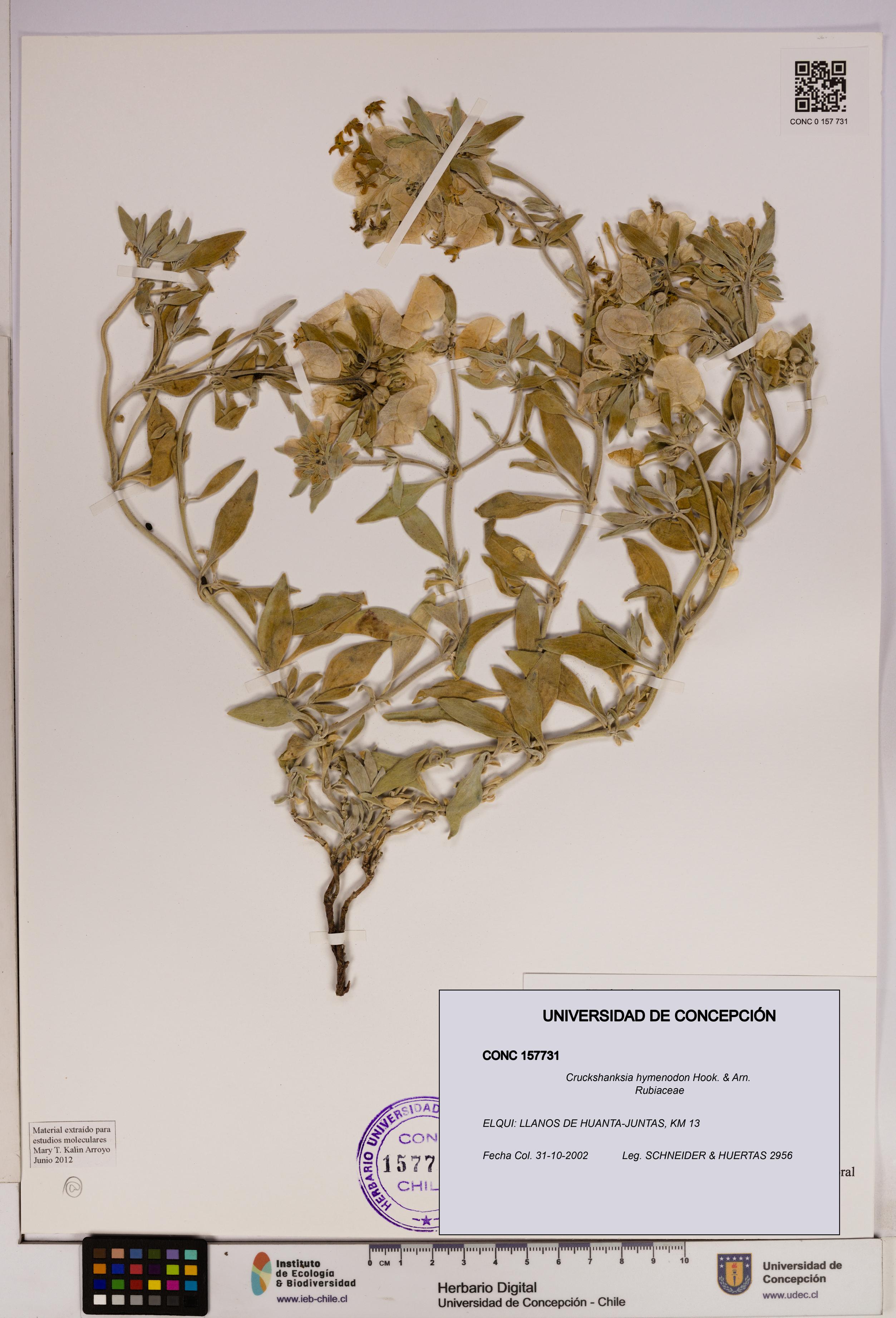 Cruckshanksia hymenodon [Espécimen: UDEC:CONC:0157731]