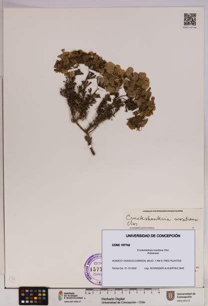 Cruckshanksia montiana [Espécimen: UDEC:CONC:0157742]