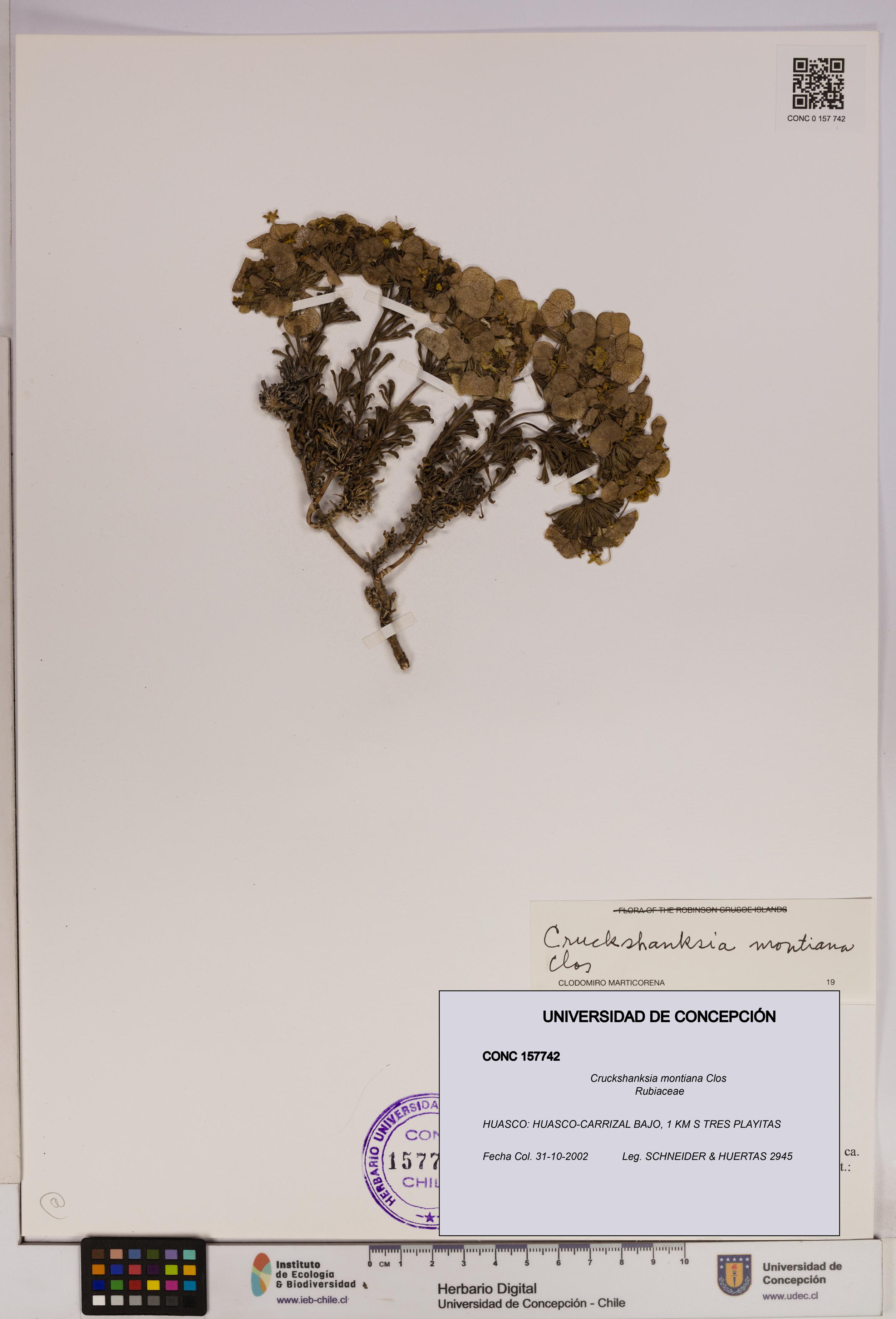 Cruckshanksia montiana [Espécimen: UDEC:CONC:0157742]