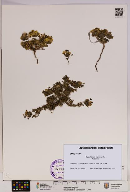 Cruckshanksia montiana [Espécimen: UDEC:CONC:0157764]