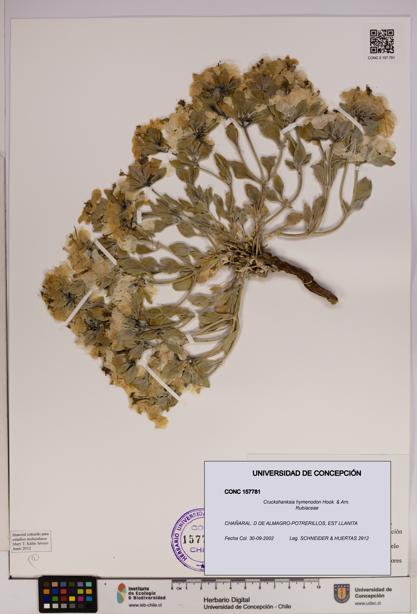 Cruckshanksia hymenodon [Espécimen: UDEC:CONC:0157781]