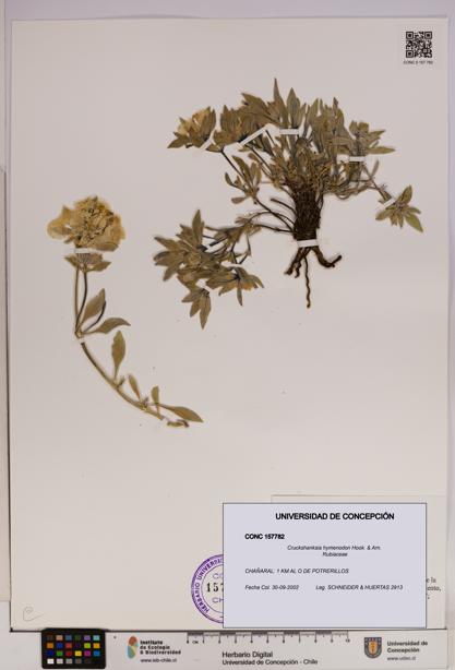 Cruckshanksia hymenodon [Espécimen: UDEC:CONC:0157782]