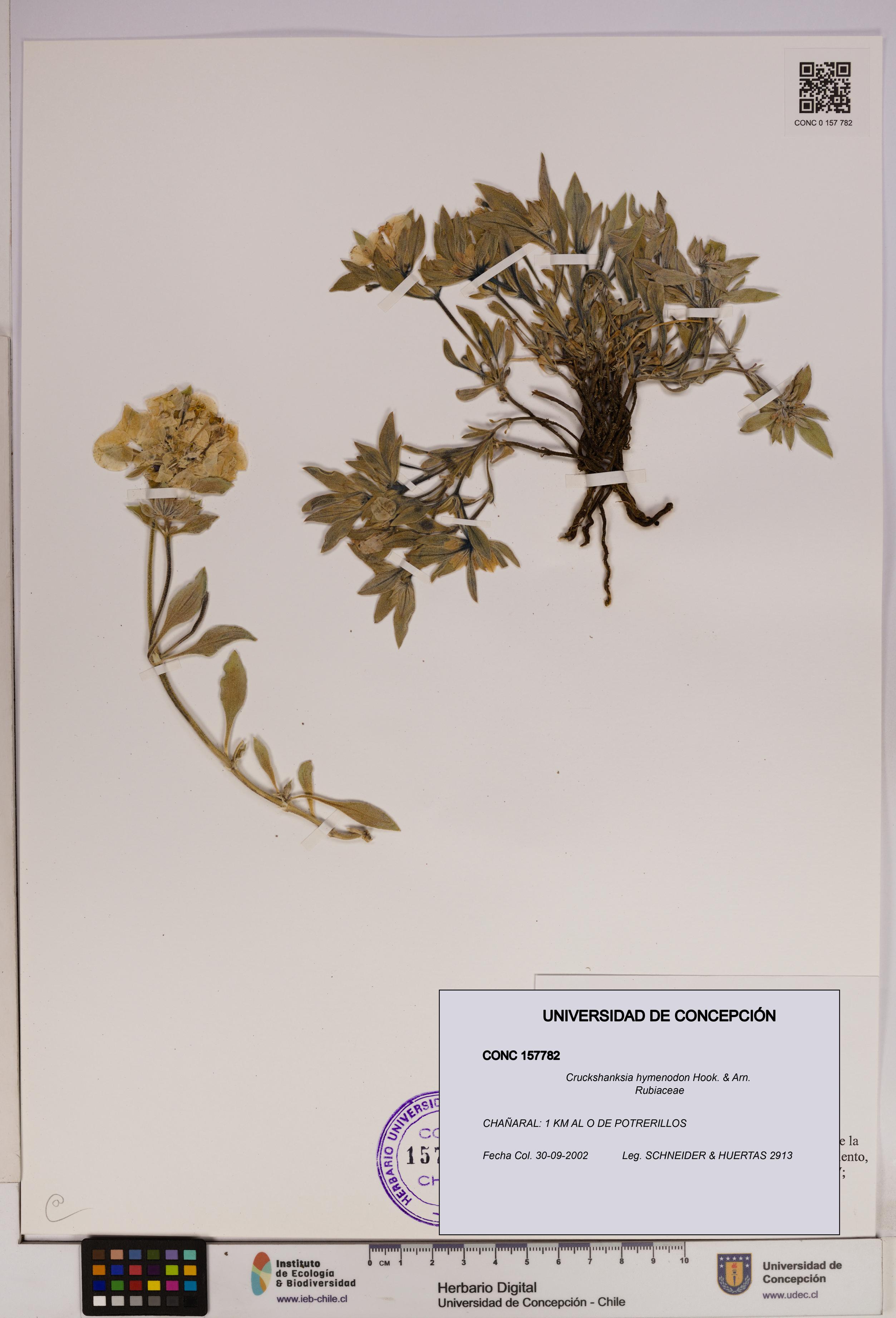 Cruckshanksia hymenodon [Espécimen: UDEC:CONC:0157782]