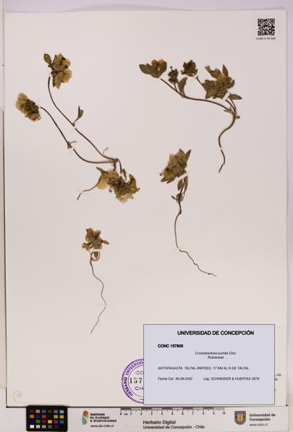 Cruckshanksia pumila [Espécimen: UDEC:CONC:0157805]