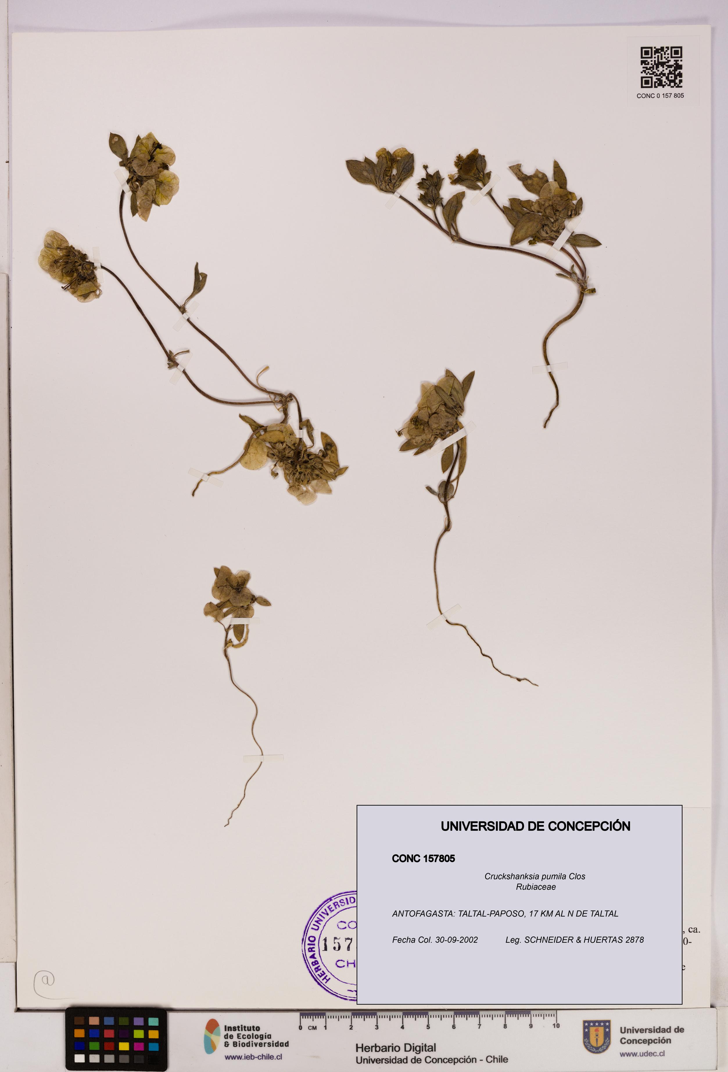 Cruckshanksia pumila [Espécimen: UDEC:CONC:0157805]