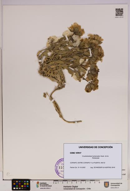 Cruckshanksia hymenodon [Espécimen: UDEC:CONC:0157817]