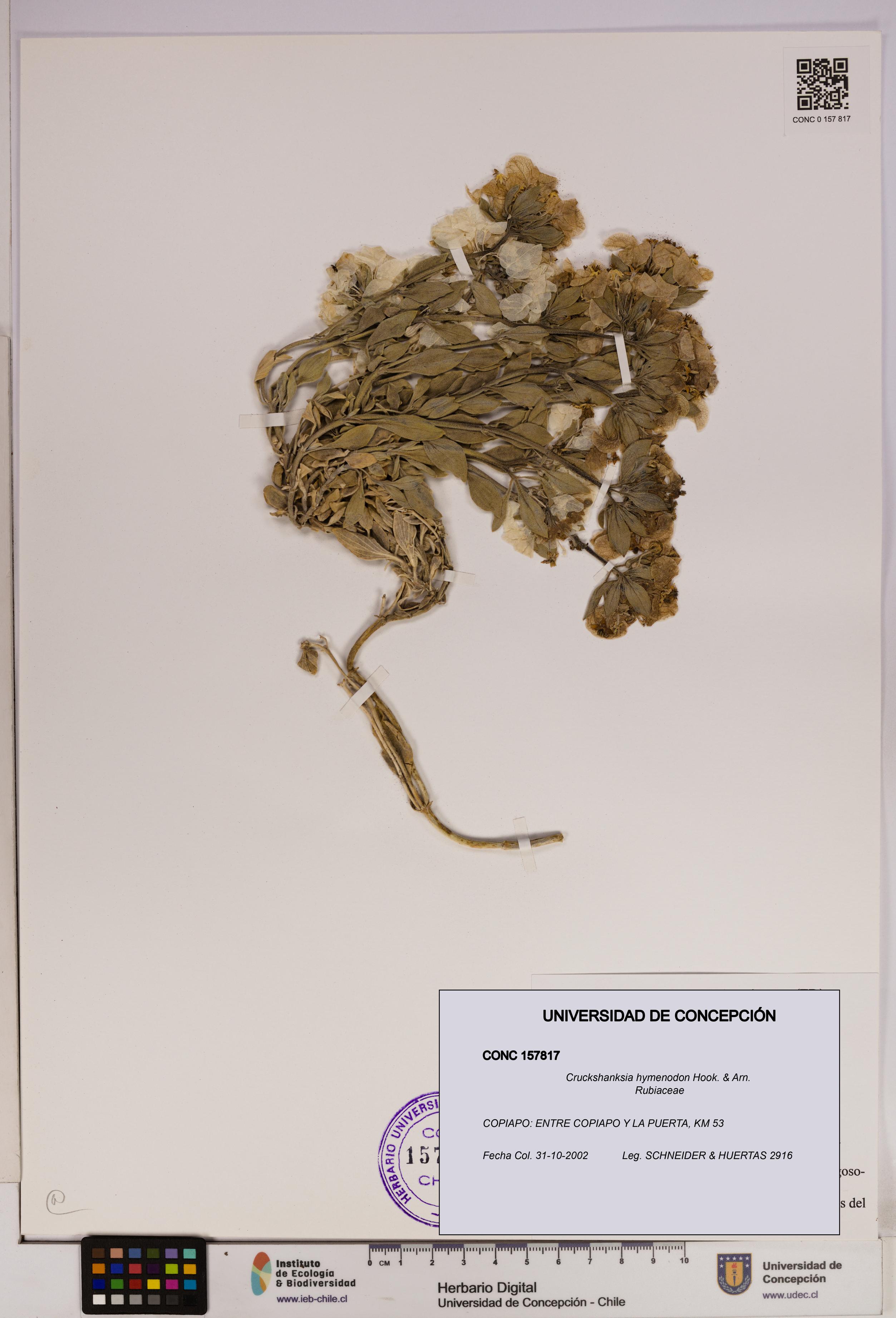 Cruckshanksia hymenodon [Espécimen: UDEC:CONC:0157817]