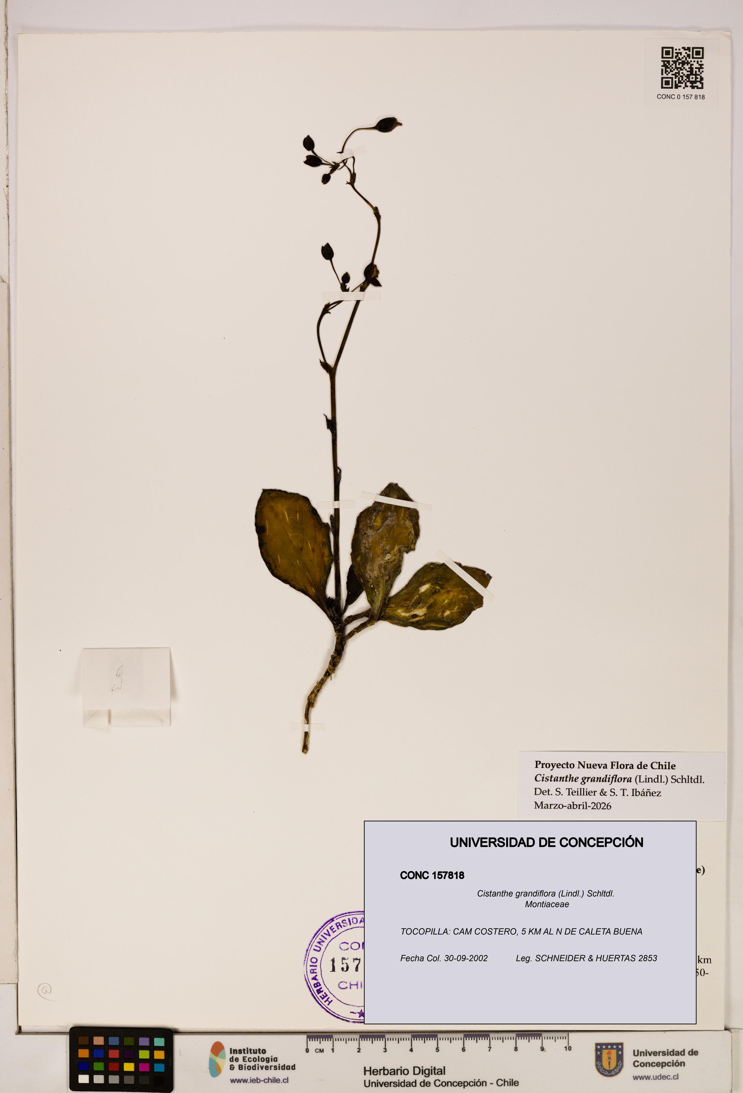 Cistanthe grandiflora [Espécimen: UDEC:CONC:0157818]