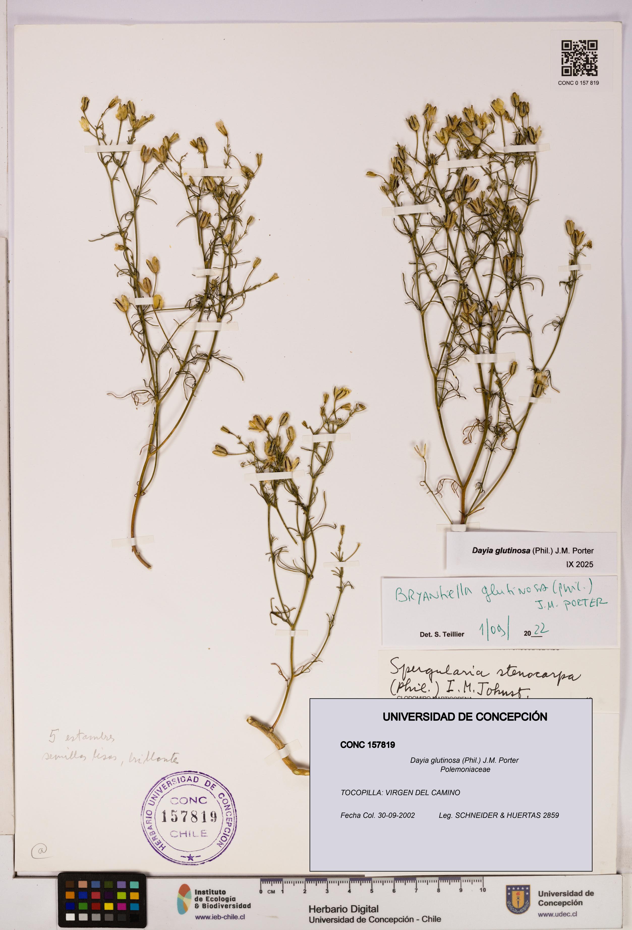 Dayia glutinosa [Espécimen: UDEC:CONC:0157819]