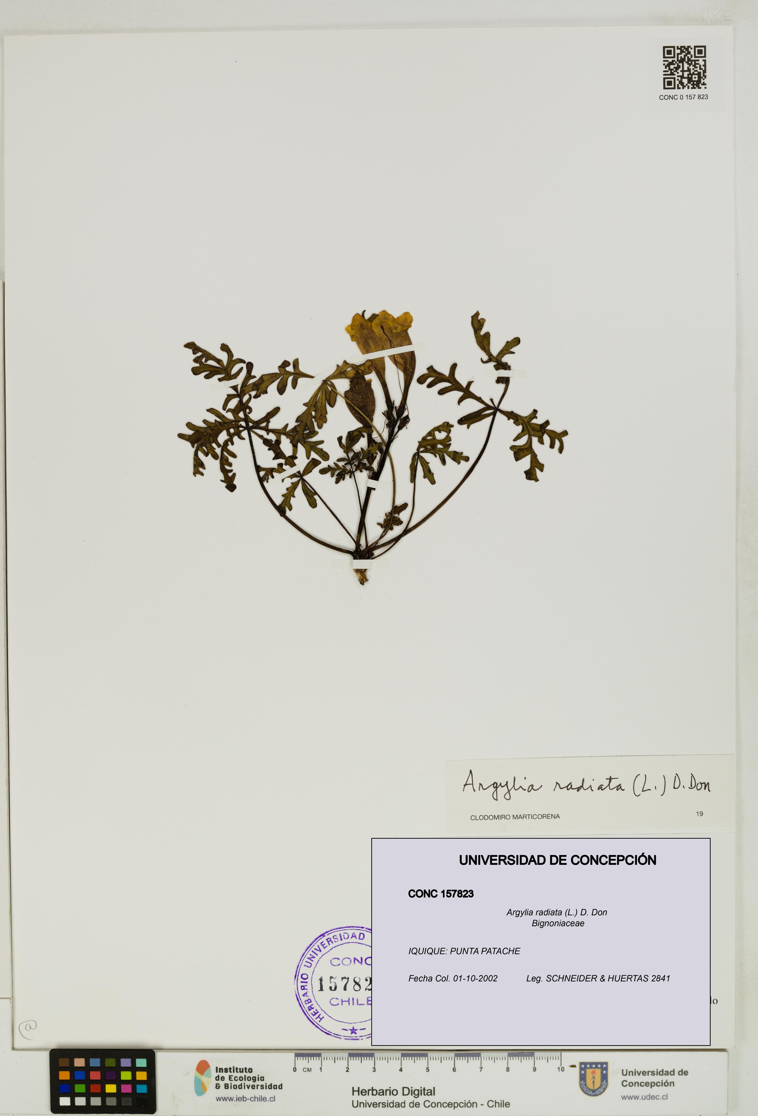 Argylia radiata [Espécimen: UDEC:CONC:0157823]