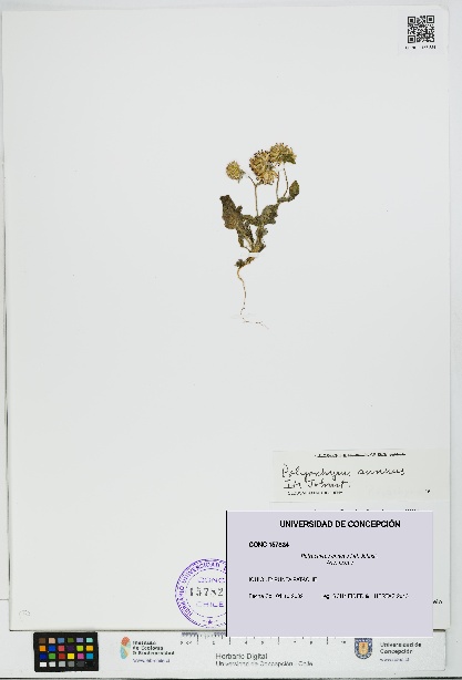 Polyachyrus annuus [Espécimen: UDEC:CONC:0157824]