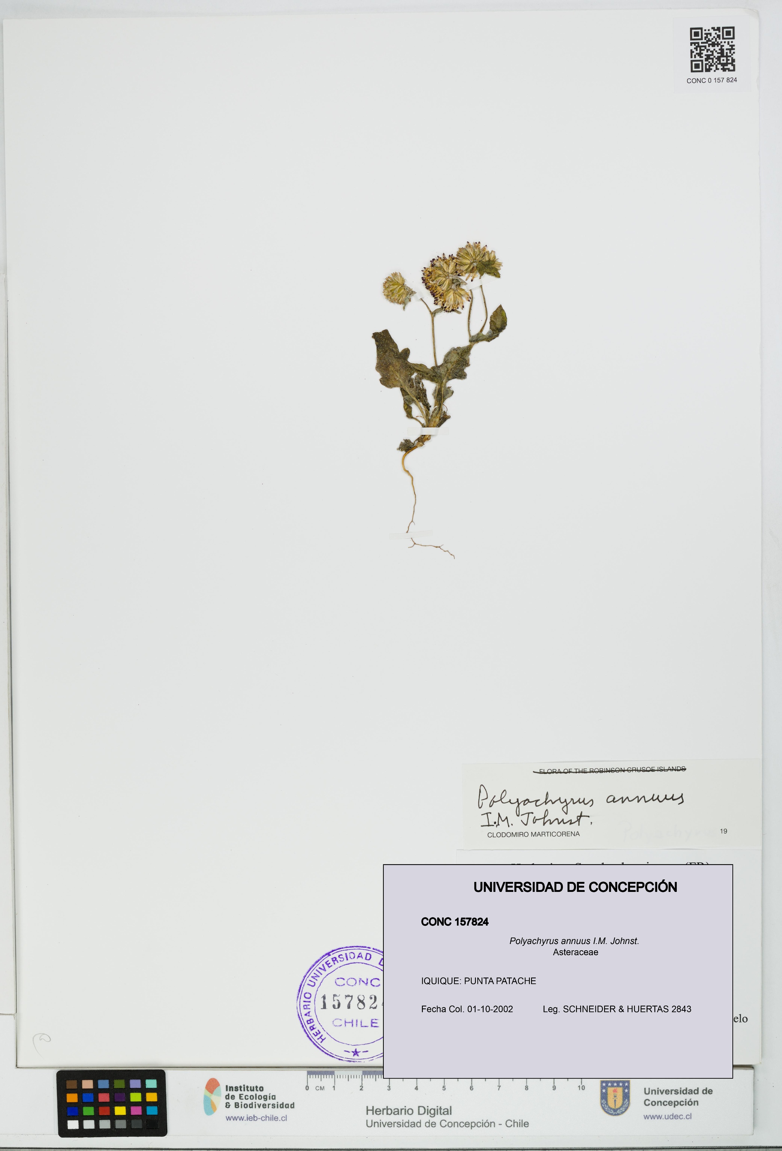 Polyachyrus annuus [Espécimen: UDEC:CONC:0157824]