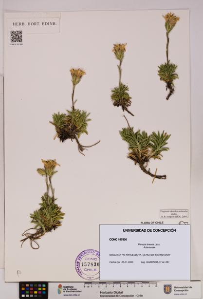 Perezia linearis [Espécimen: UDEC:CONC:0157830]