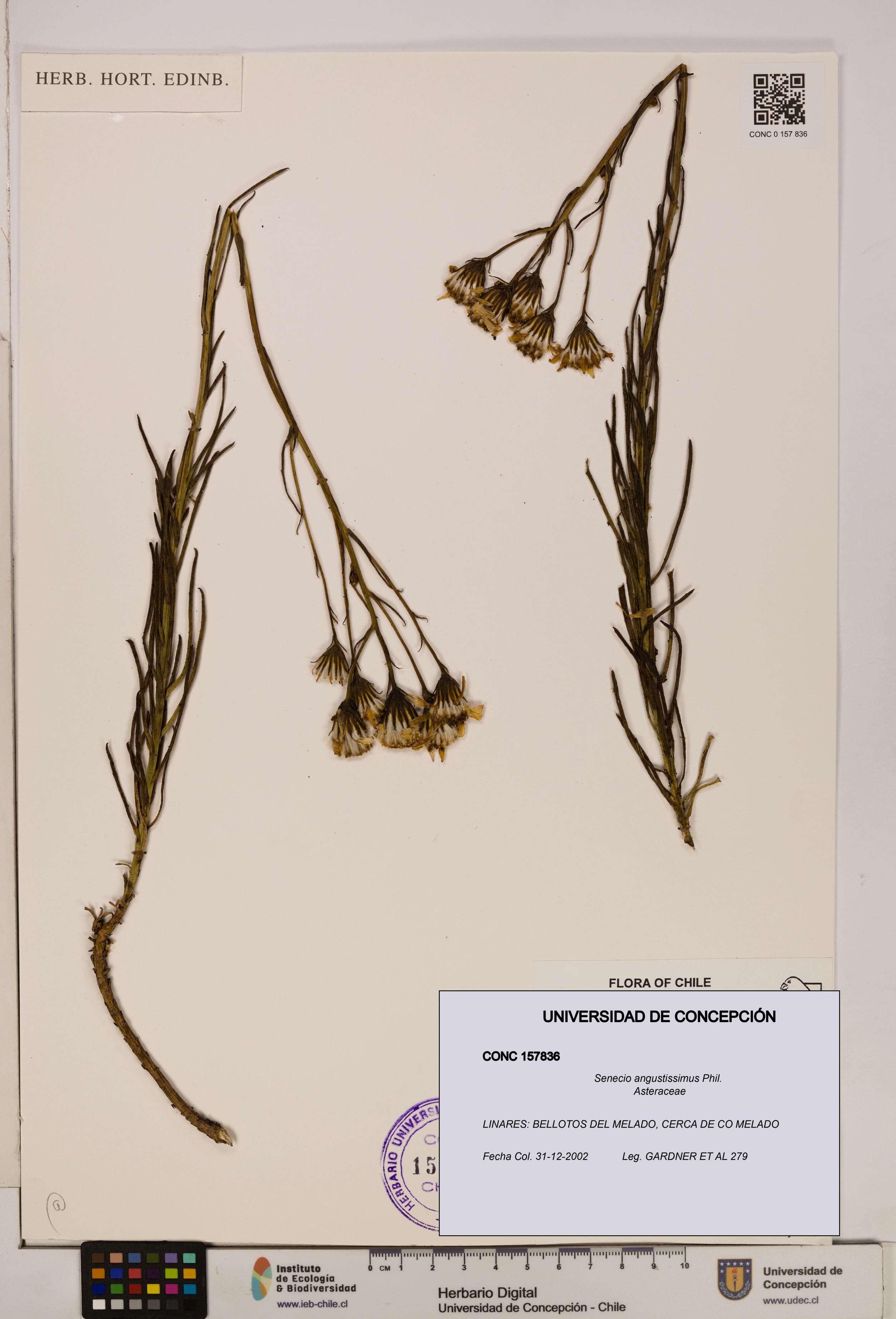 Senecio angustissimus [Espécimen: UDEC:CONC:0157836]