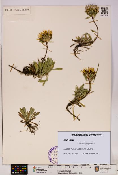 Chaetanthera elegans [Espécimen: UDEC:CONC:0157841]
