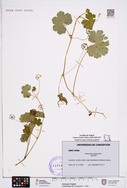 Hydrocotyle poeppigii [Espécimen: ]