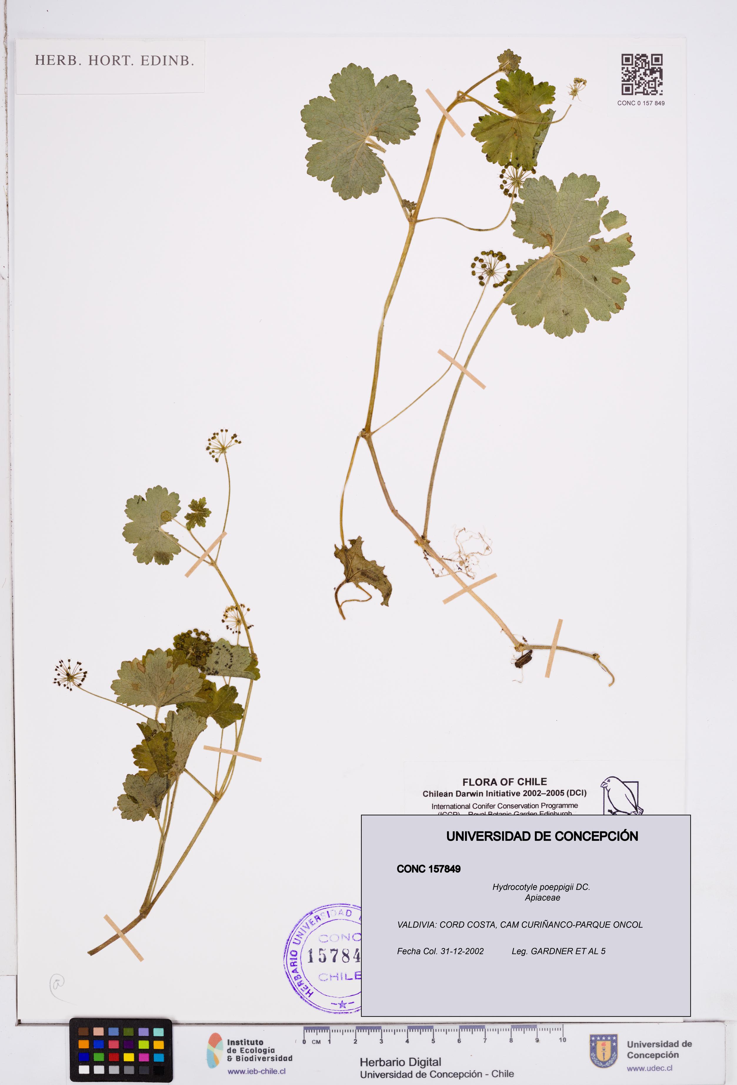 Hydrocotyle poeppigii [Espécimen: ]