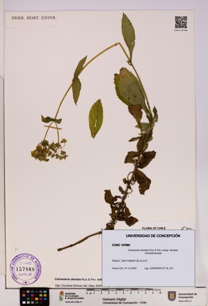 Calceolaria dentata subsp. dentata [Espécimen: UDEC:CONC:0157860]