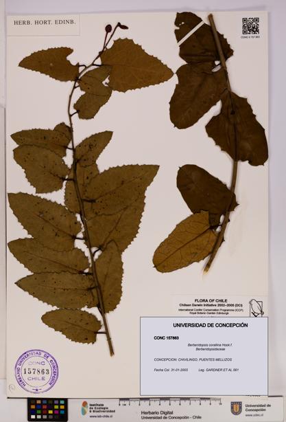 Berberidopsis corallina [Espécimen: UDEC:CONC:0157863]