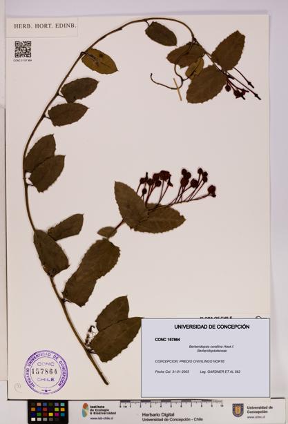 Berberidopsis corallina [Espécimen: UDEC:CONC:0157864]