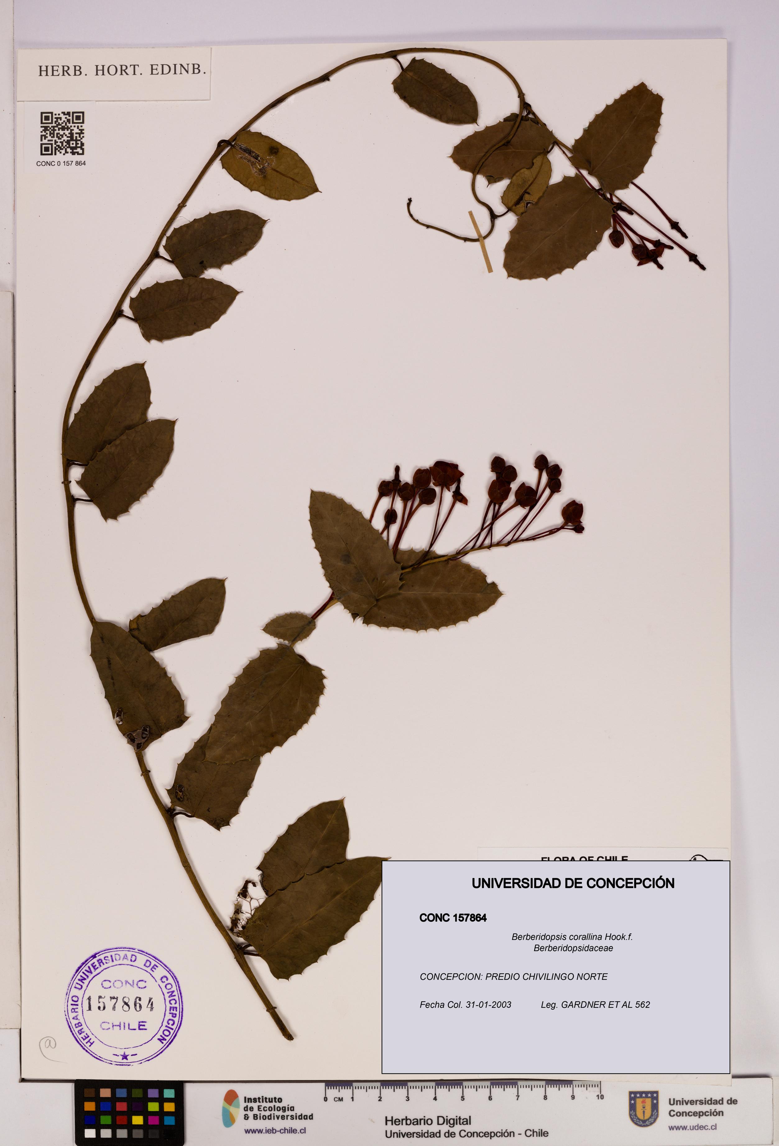 Berberidopsis corallina [Espécimen: UDEC:CONC:0157864]