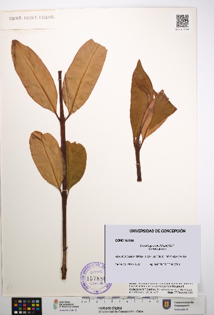 Gomortega keule [Espécimen: UDEC:CONC:0157886]