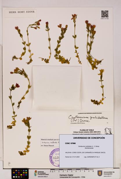 Centaurium scilloides [Espécimen: UDEC:CONC:0157890]