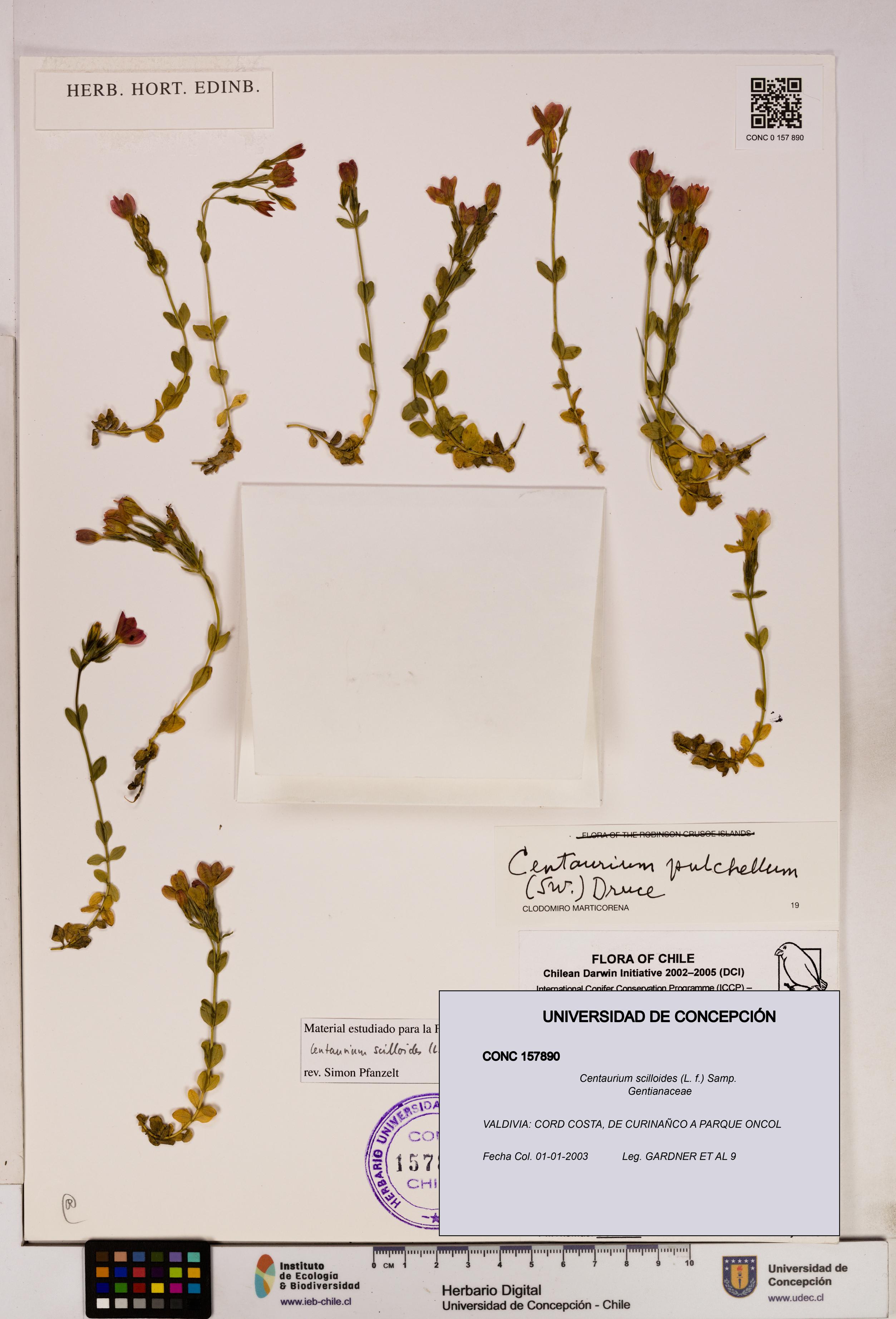 Centaurium scilloides [Espécimen: UDEC:CONC:0157890]