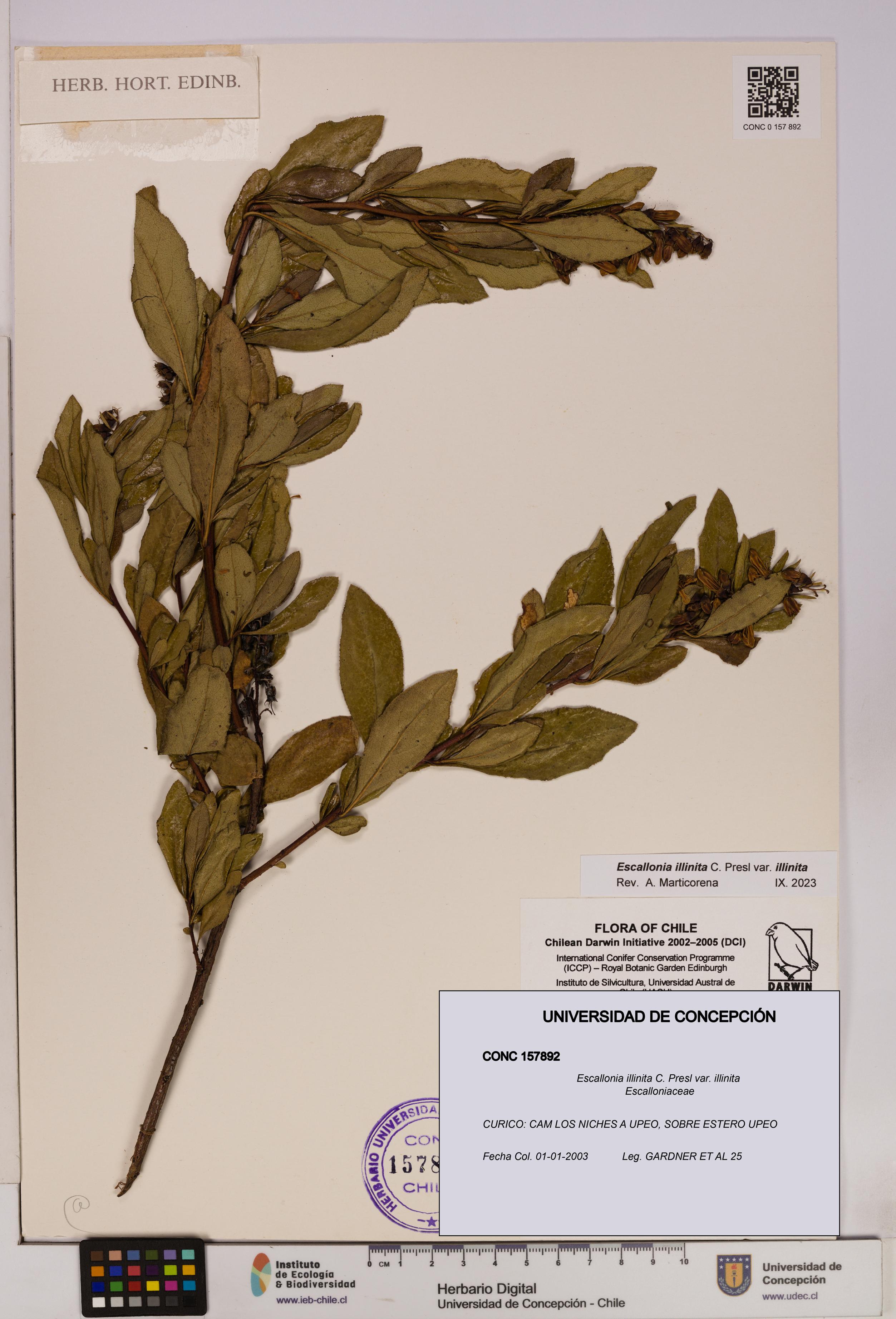 Escallonia illinita [Espécimen: UDEC:CONC:0157892]
