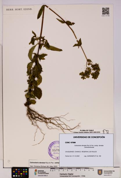 Calceolaria dentata subsp. dentata [Espécimen: UDEC:CONC:0157896]