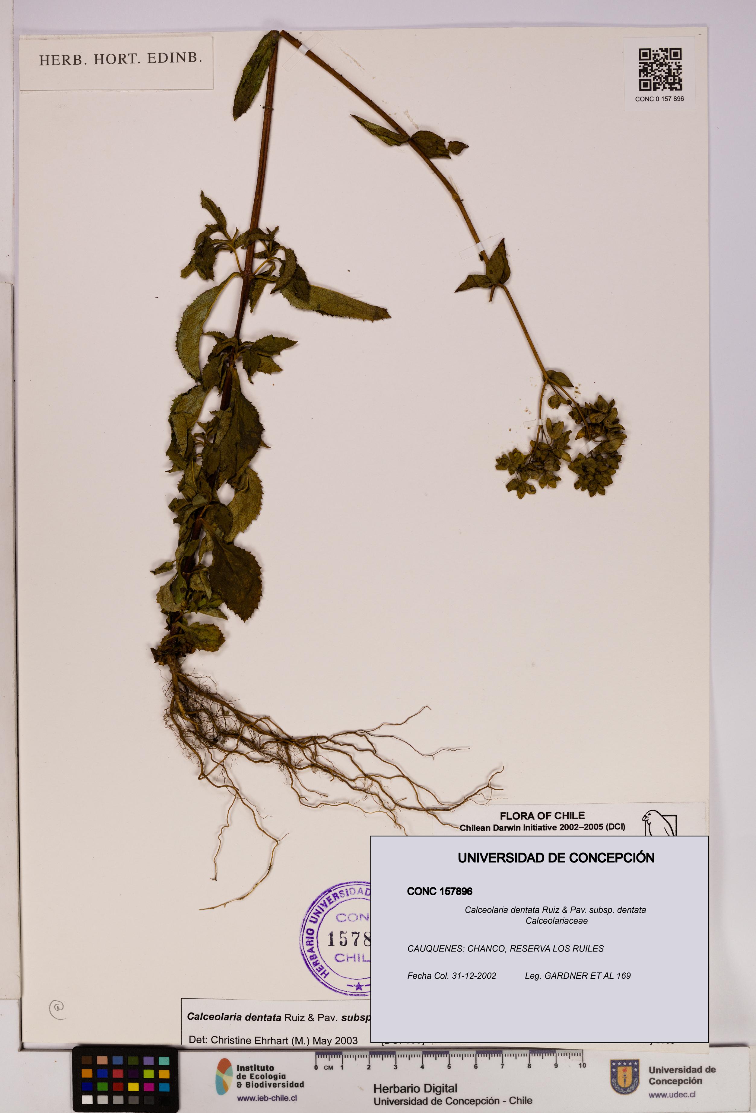 Calceolaria dentata subsp. dentata [Espécimen: UDEC:CONC:0157896]