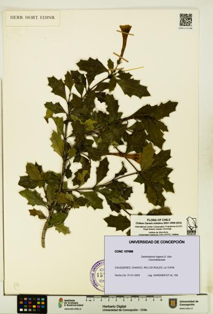 Desfontainia fulgens [Espécimen: UDEC:CONC:0157898]