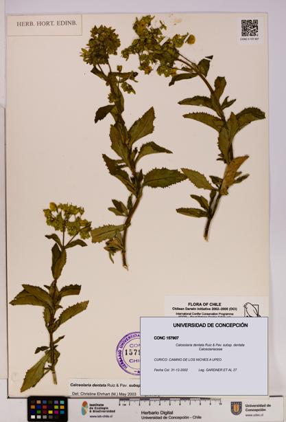 Calceolaria dentata subsp. dentata [Espécimen: UDEC:CONC:0157907]