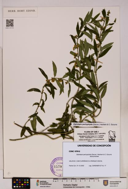 Diplolepis pachyphylla [Espécimen: UDEC:CONC:0157912]